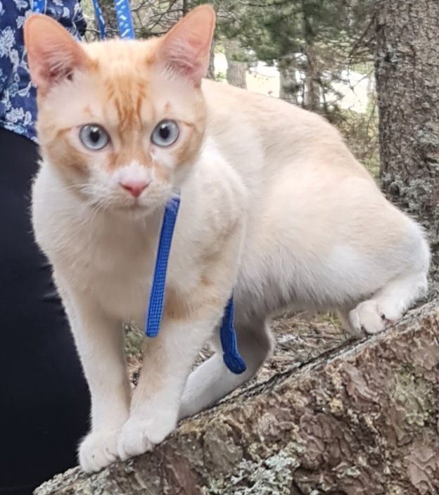 Gato Perdido: Blanco y Naranja, Ojos Azules
