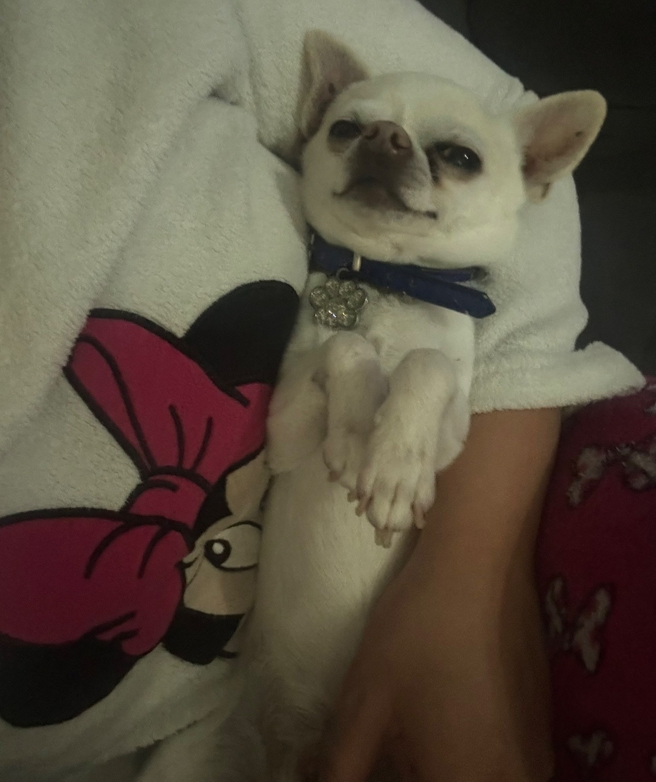 Chihuahua Blanco Perdido en Calle Italia, Yuncos