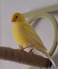 Canario Amarillo Perdido en Ma...