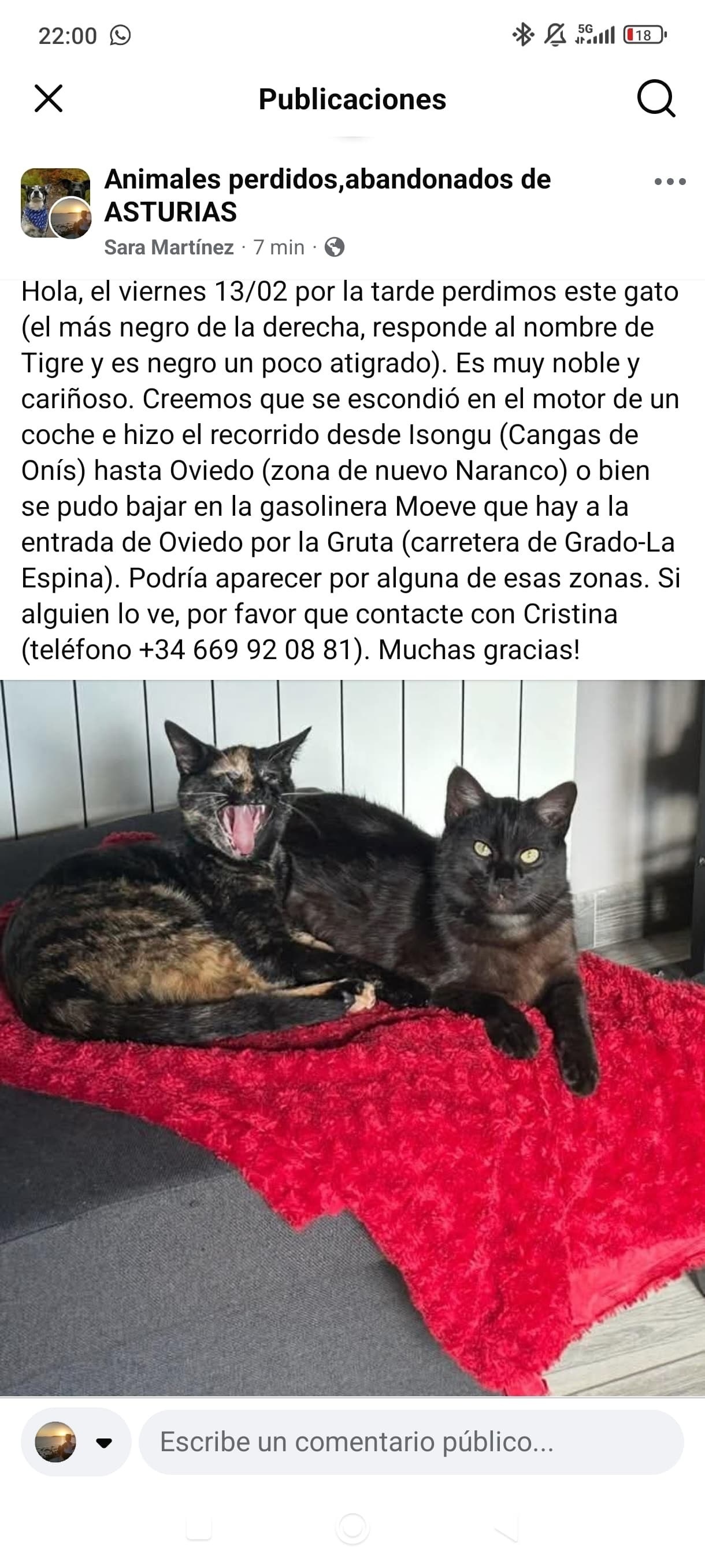 Gato Perdido en Oviedo: Ayuda Urgente