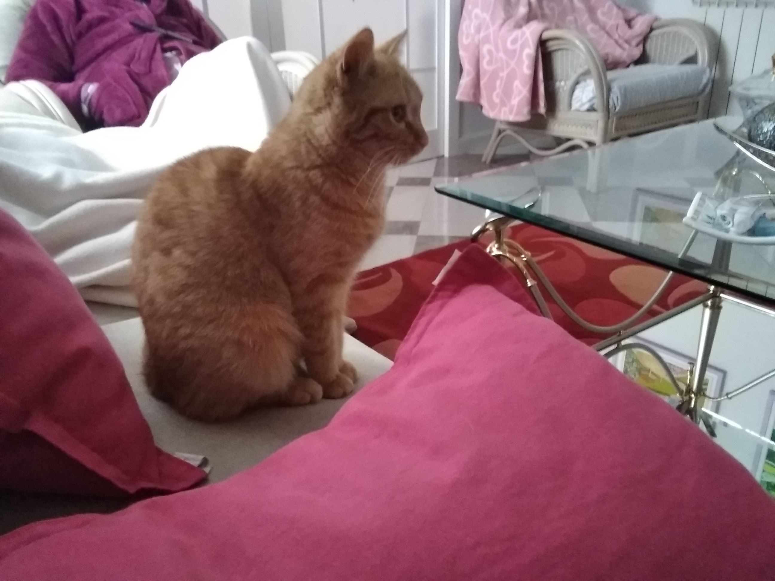 Gato Perdido en Valdeláguila:...