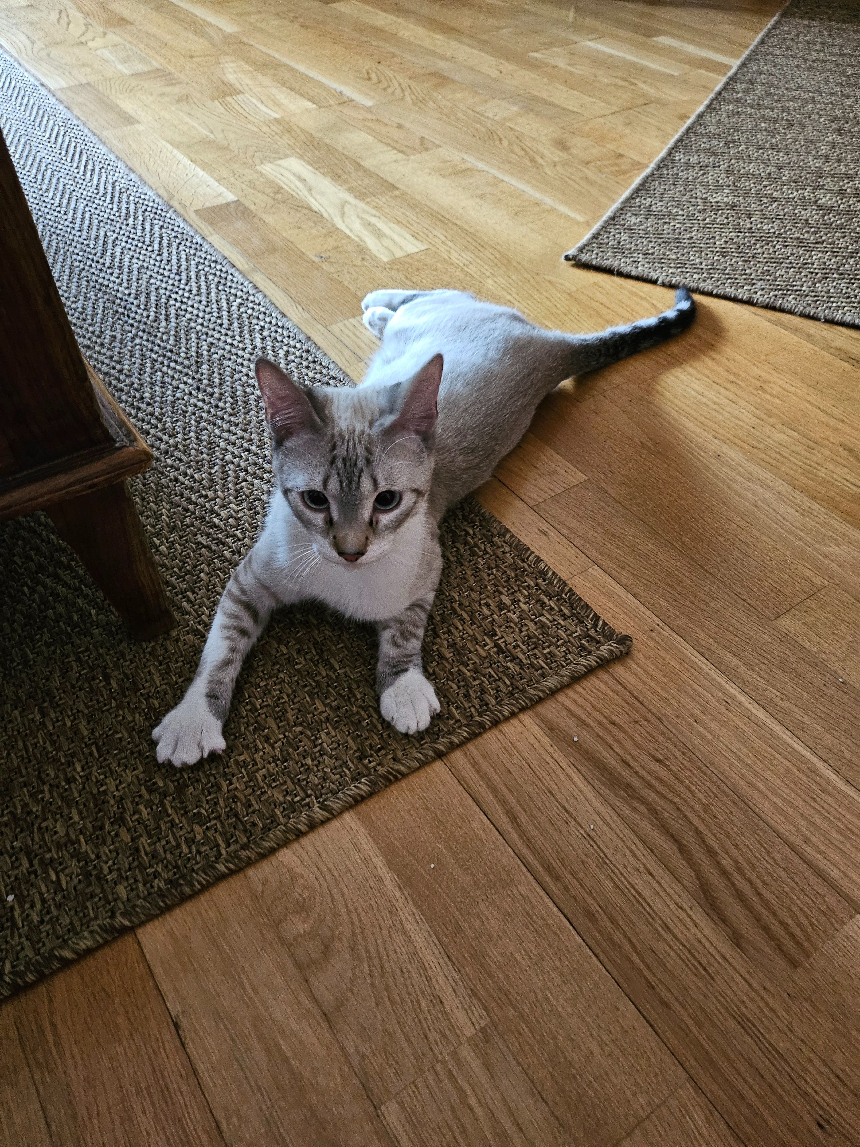 Gatito Tabby-Siamés Cariñoso e...