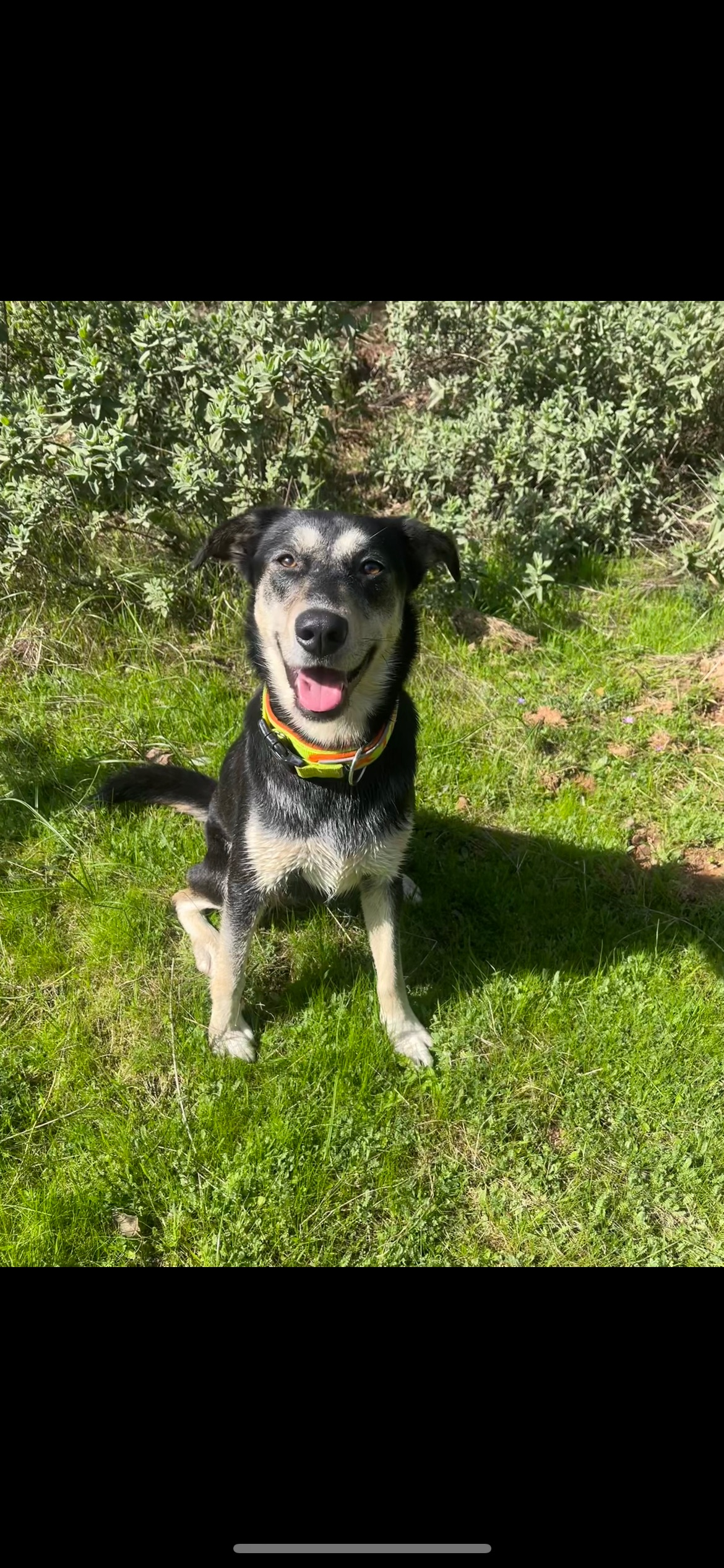 Perro Perdido: Negra y Blanca en Córdoba