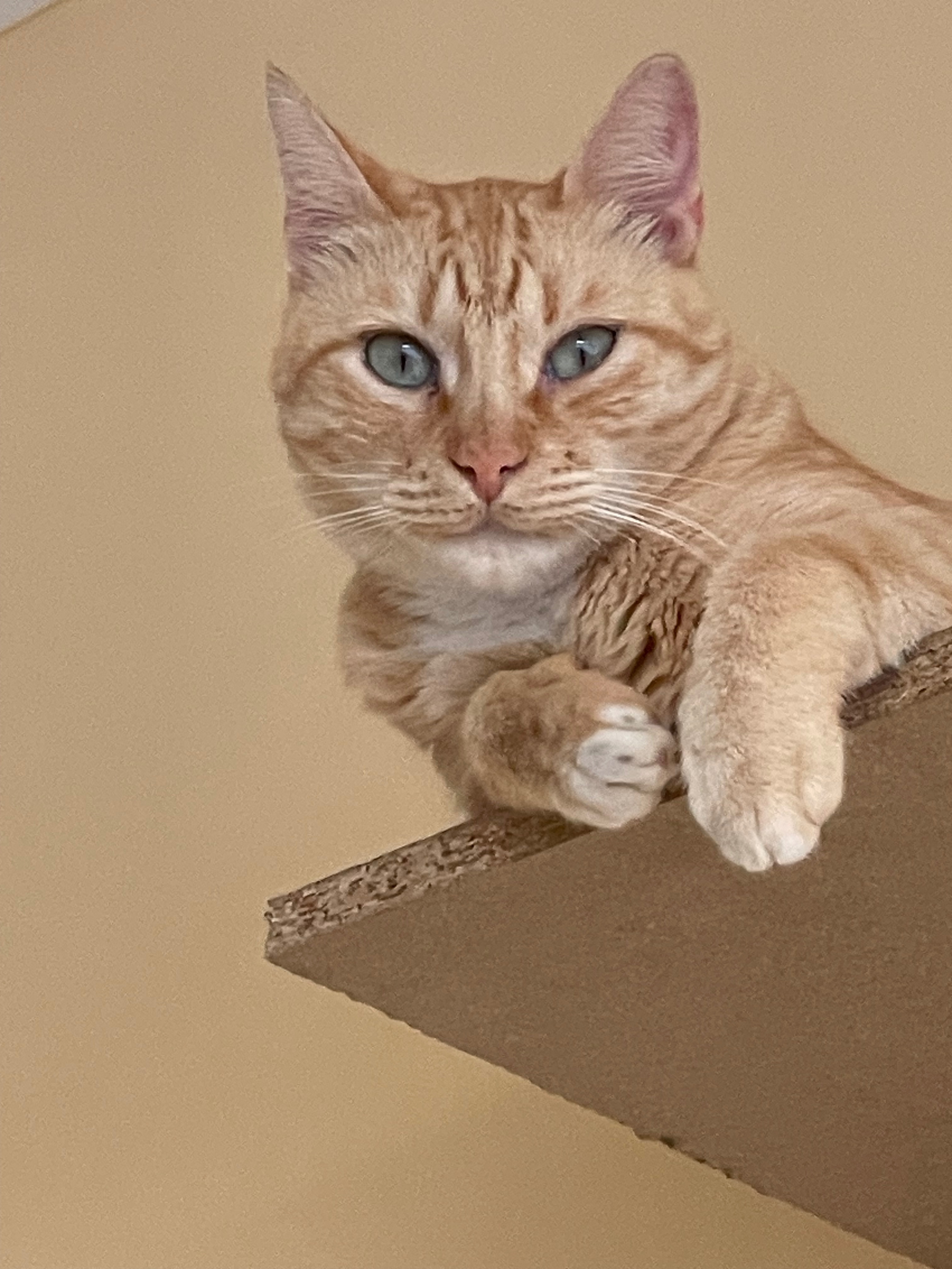 Gato Naranja Perdido en Gelida: Responde a Silbidos