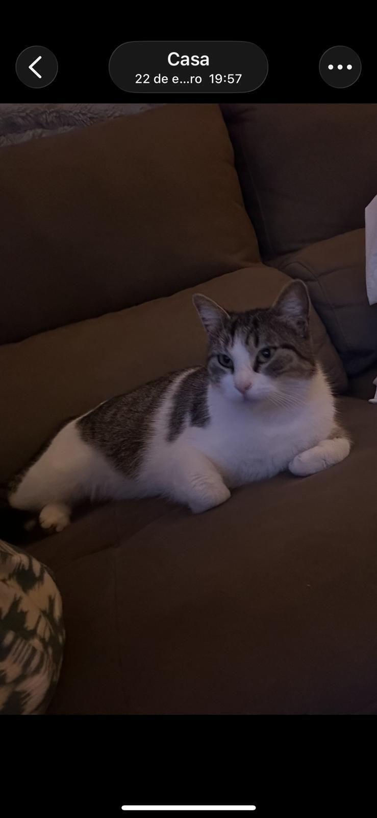 Gata Perdida: Gris y Blanca, Ojos Verdes