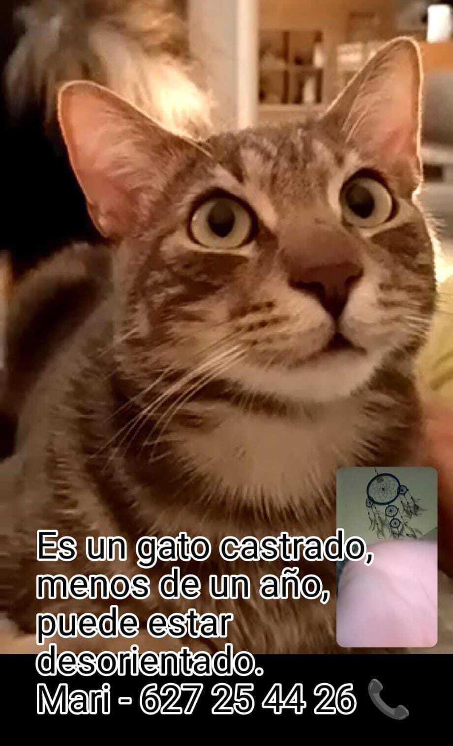 Gato Perdido en Vélez-Málaga: Ayuda Urgente