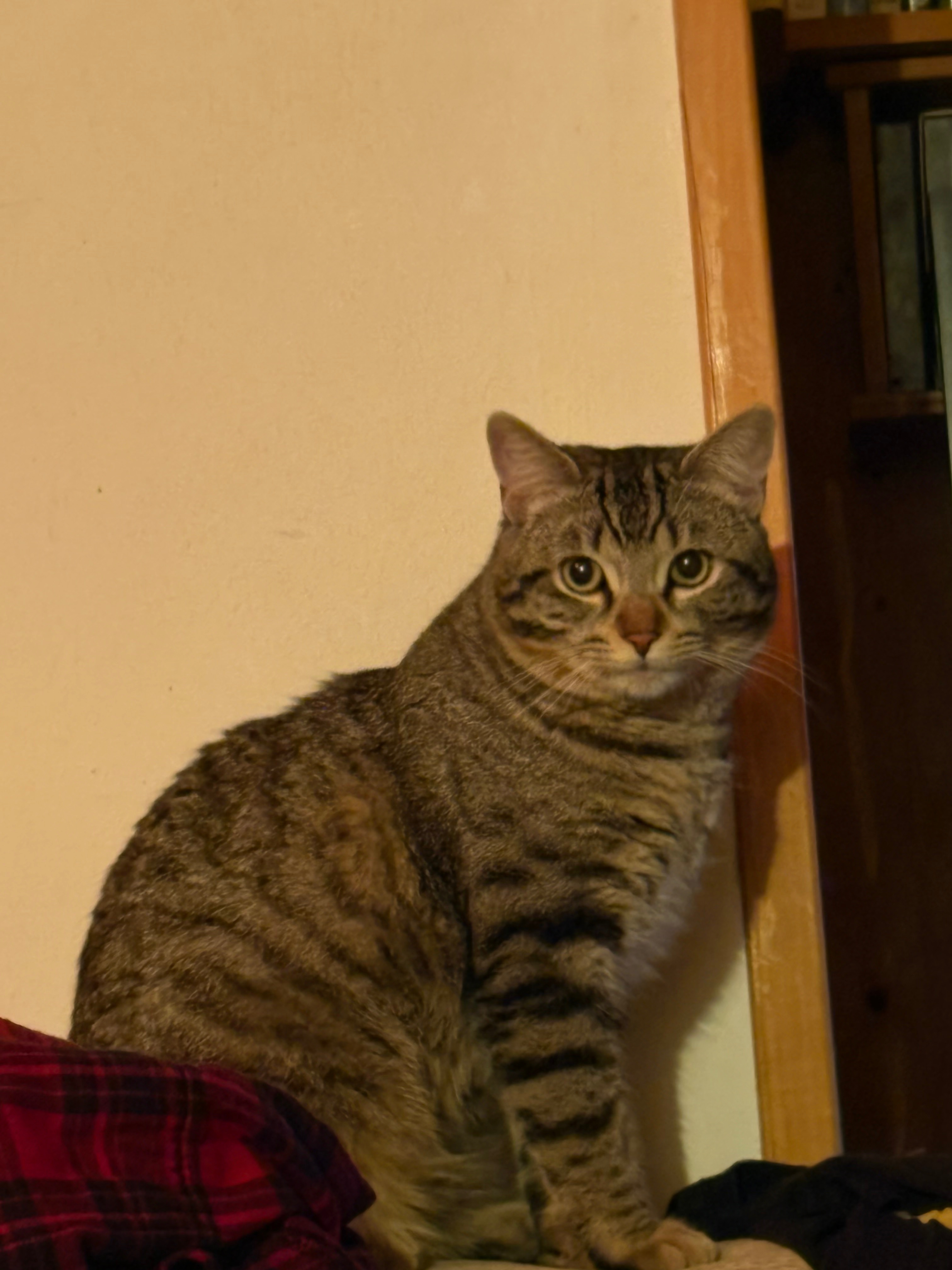 Es bastante amigable y si le llamas, se acercará a ti. También es muy bueno. Está sin castrar y es un macho, tiene unos dos años.