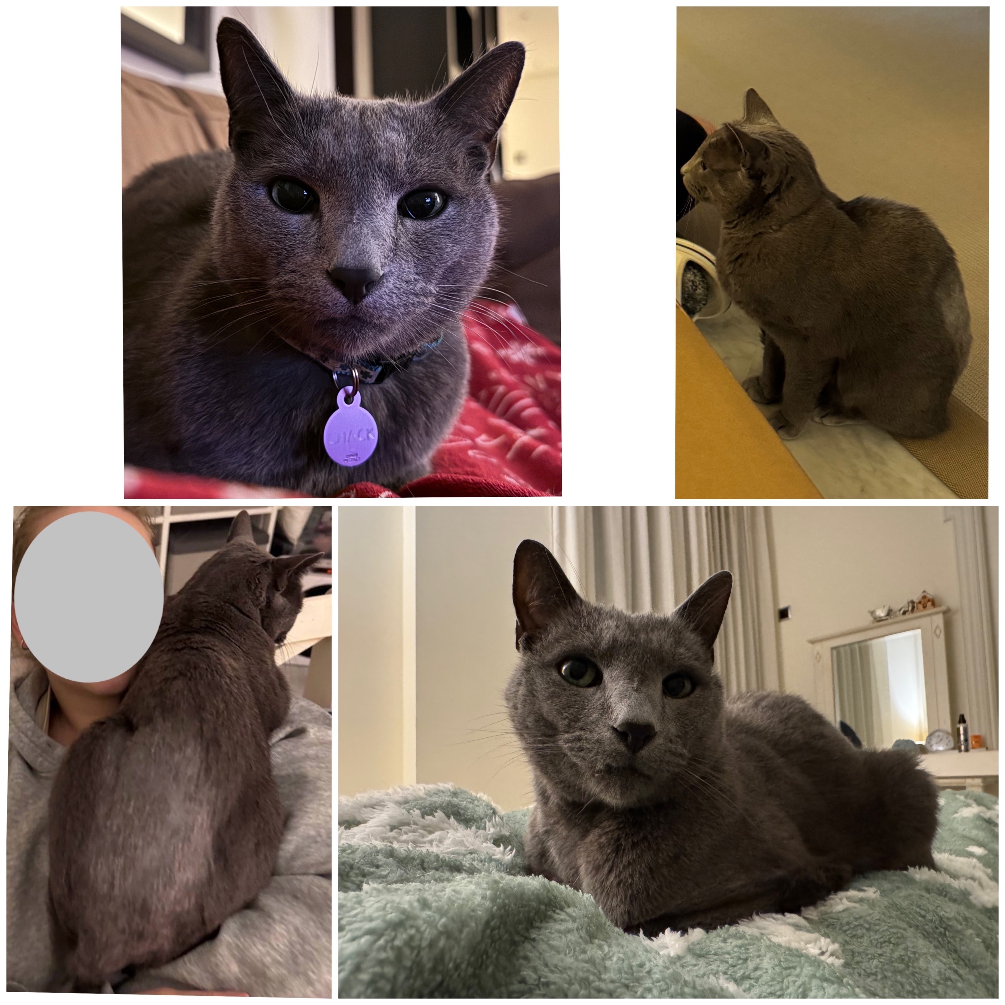 ¡Ayuda a encontrar a Chack, gato gris perdido!