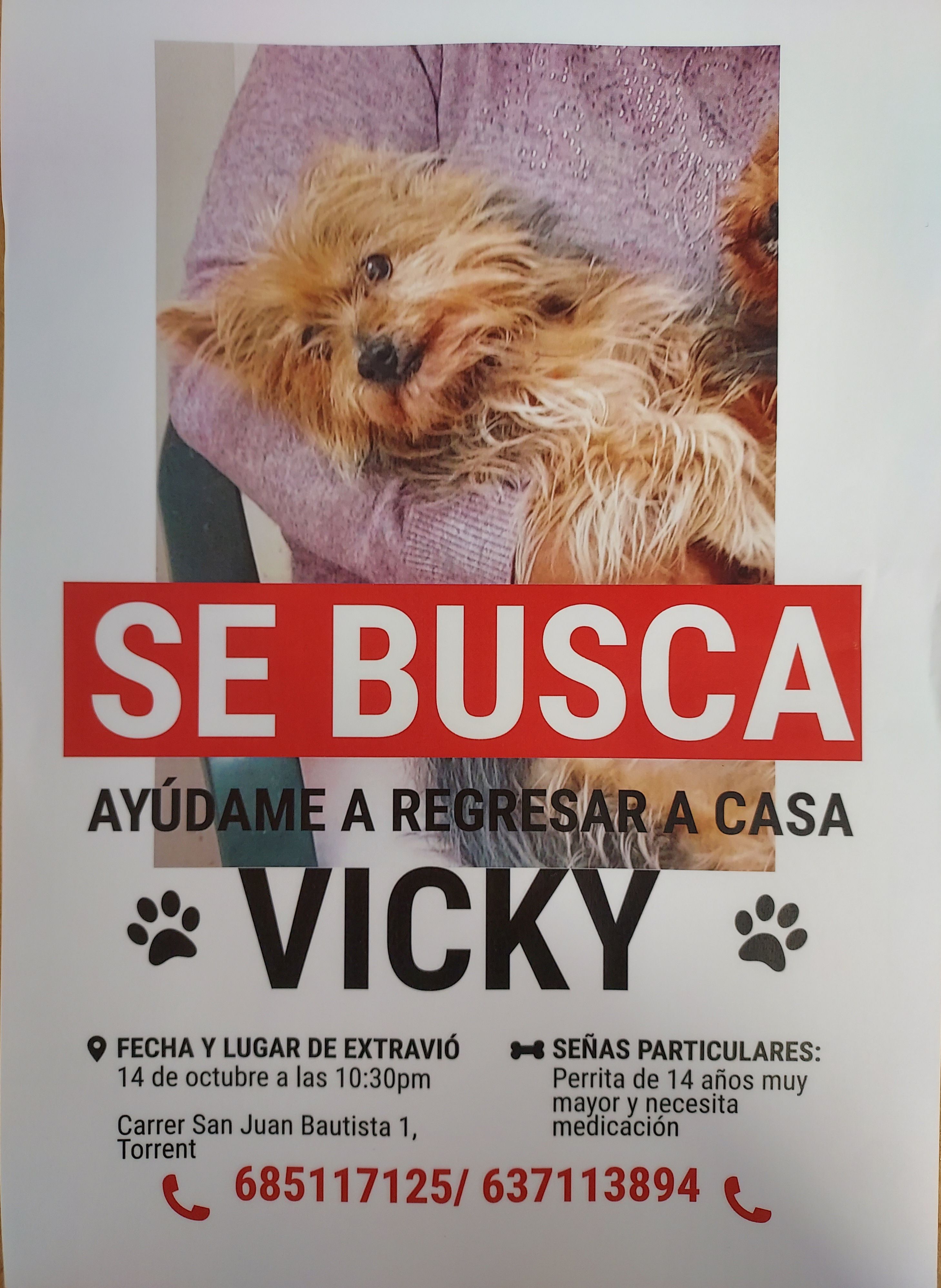 Perro perdido, hembra, calle Sant Joan Baptista 1, Torrent — 14 años y dificultad para caminar - photo