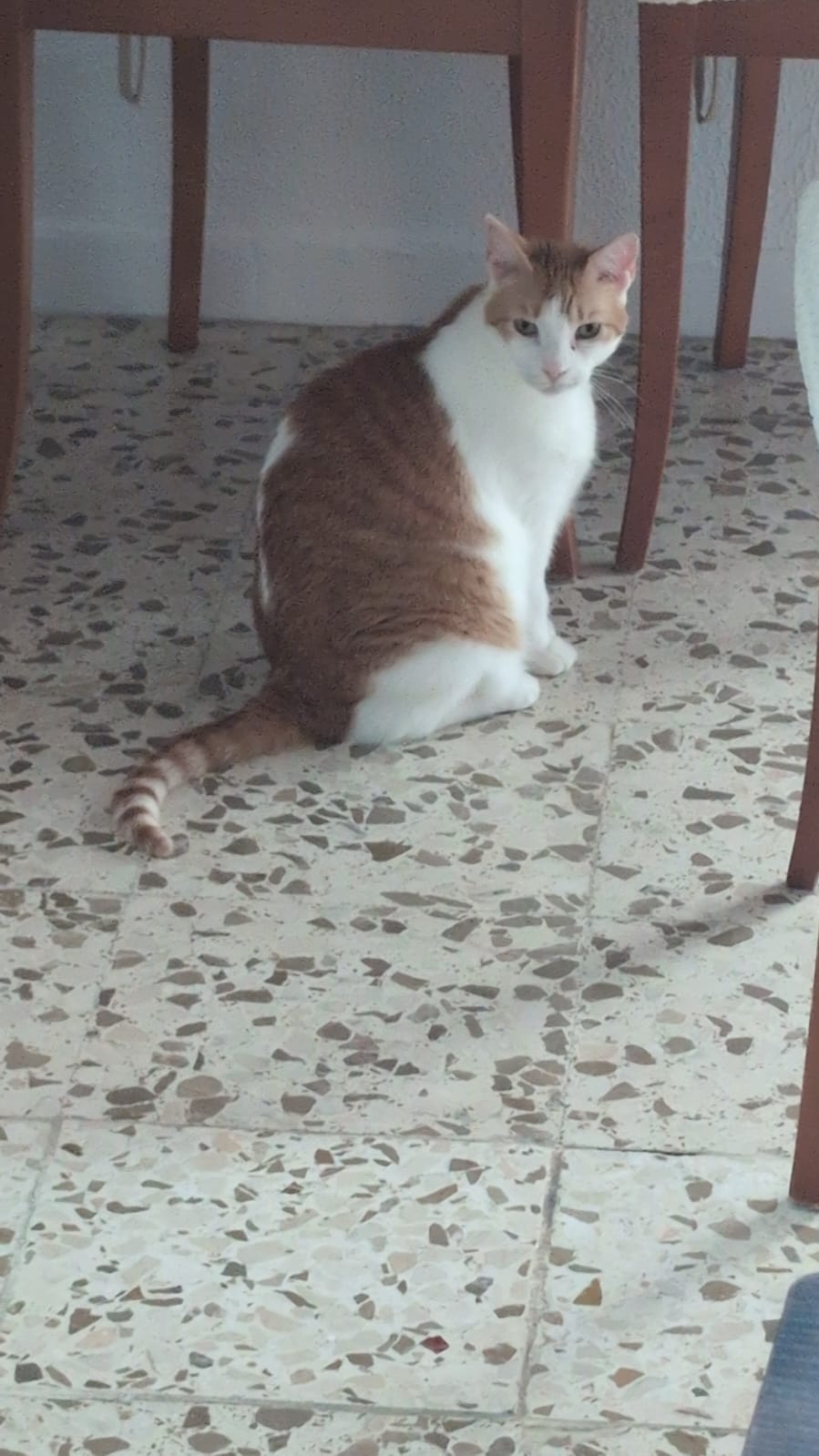 Gato perdido, hembra, Calle Prolongación Santa María, 3, San Fernando — blanca con naranja - photo