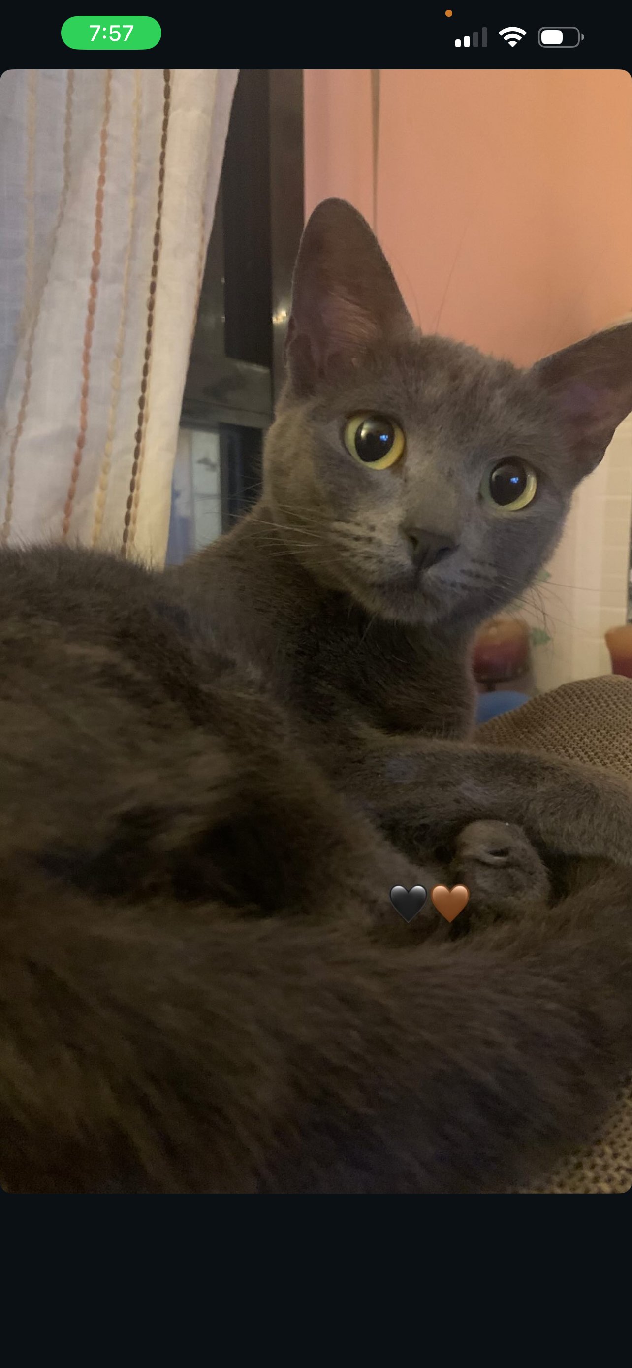 Gato perdido, Palacios, El Puerto de Santa María, Sevilla — gris y responde a su nombre - photo